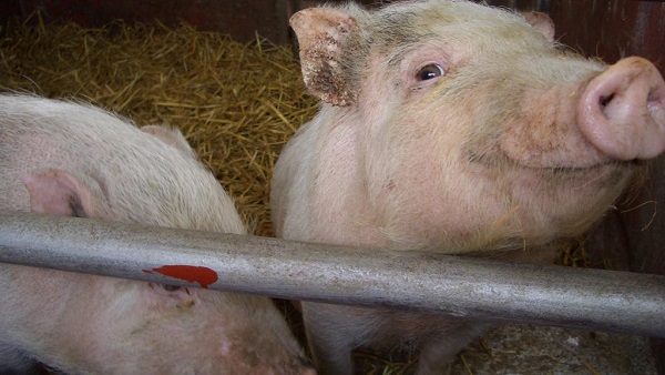 1535290954884032005.jpg 2pigs.jpg