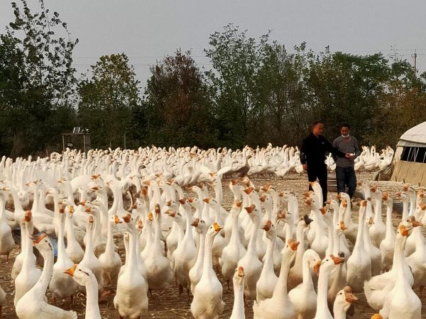 图片1_1669545293