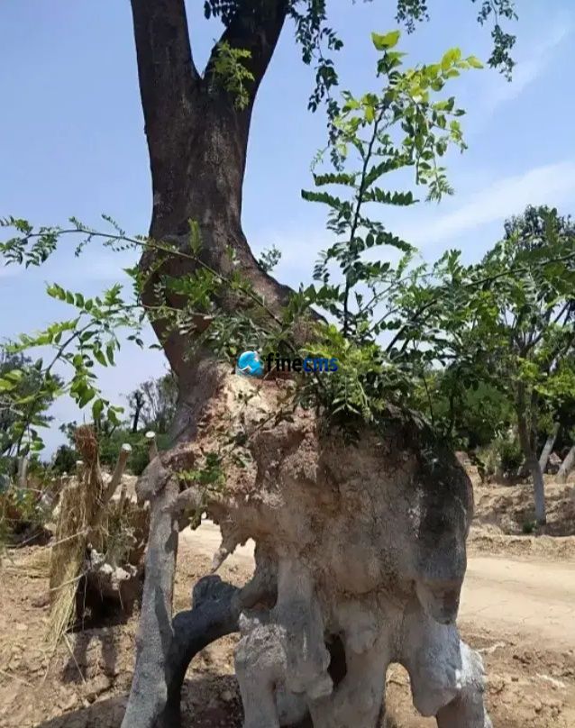 万年心