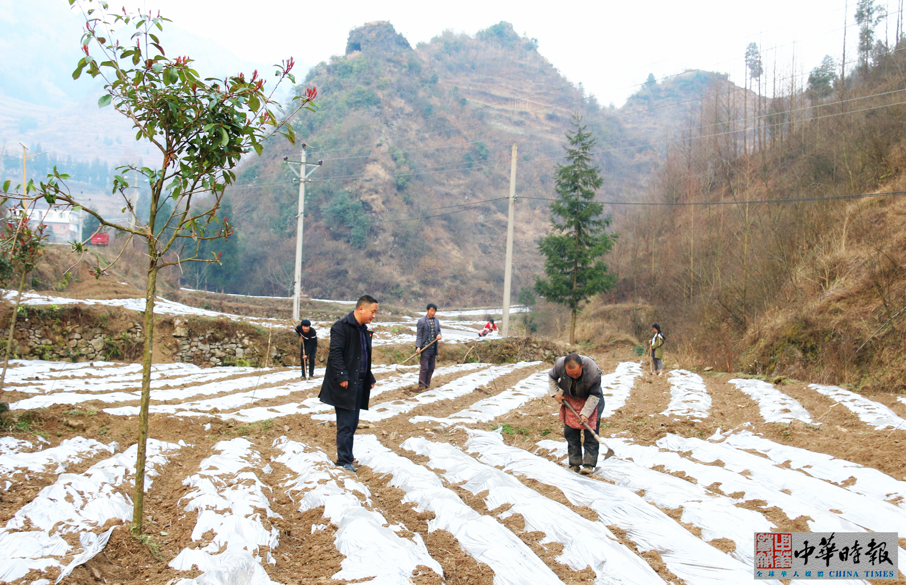 驻村第一书记周礼江（左）在指导村民盖地膜.jpg