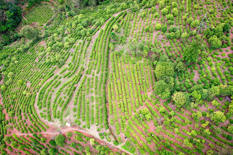 村集体茶园_副本.jpg