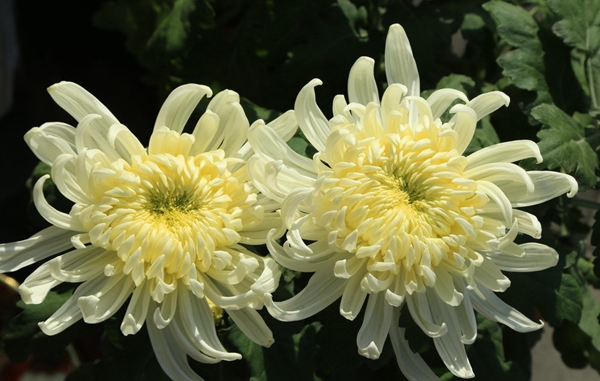 菊花5.jpg