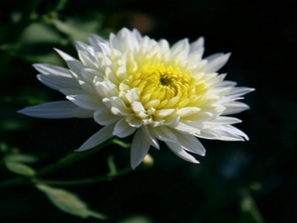 菊花8.jpg