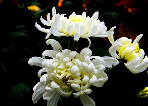 菊花3.jpg