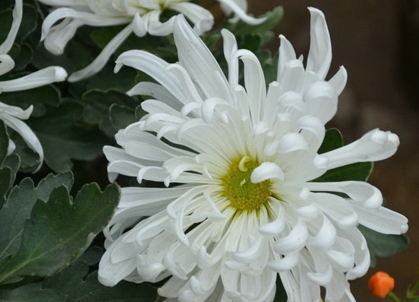 祭文菊花5.jpg