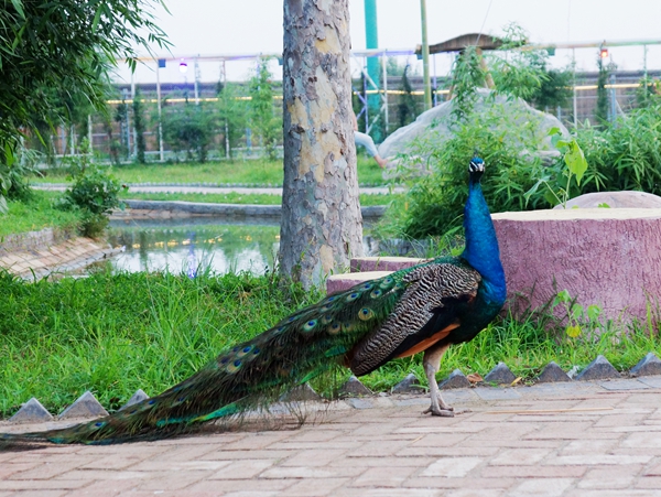 DSC09155_副本_副本.jpg