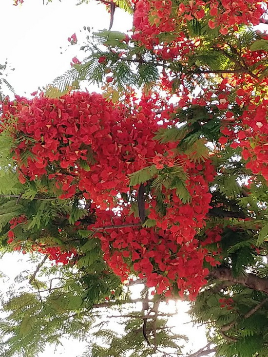 花开富贵.jpg