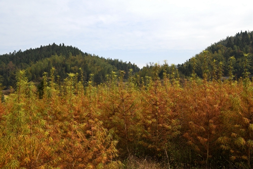 JPG_8613 - 副本.JPG