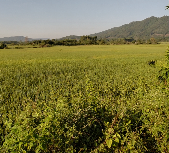 1604886969756068.jpg 10家乡的田野.jpg