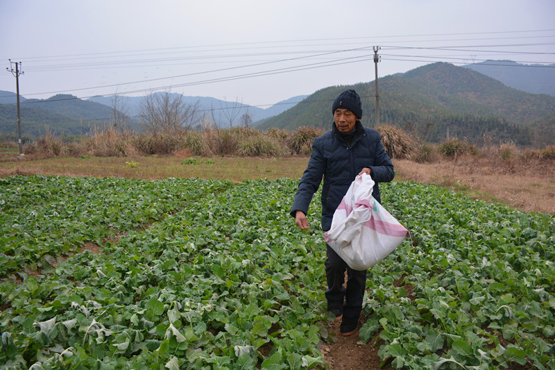给油菜施有机肥_副本.jpg