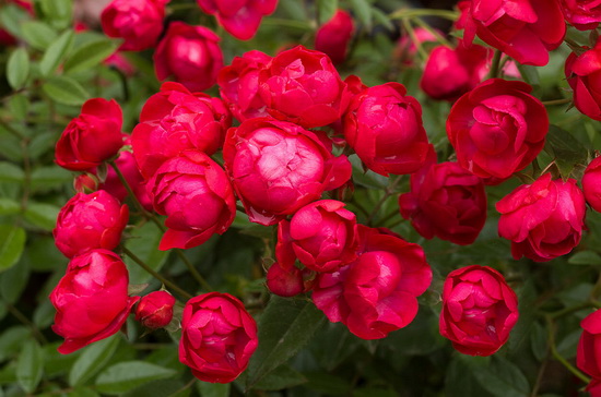三八节花簇2.jpg