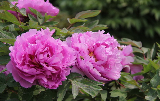 三八节花簇2.jpg