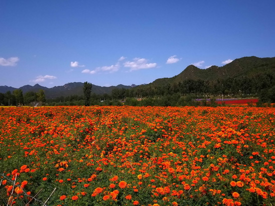 花海5.jpg