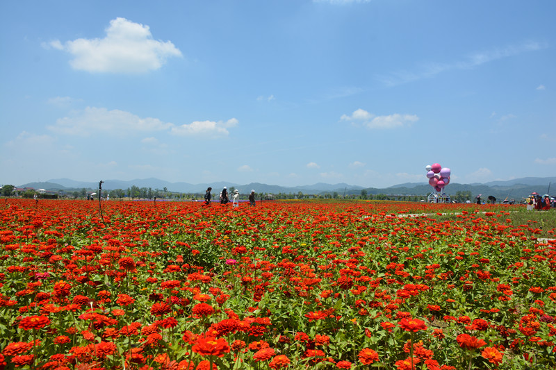 硫化菊_副本.jpg