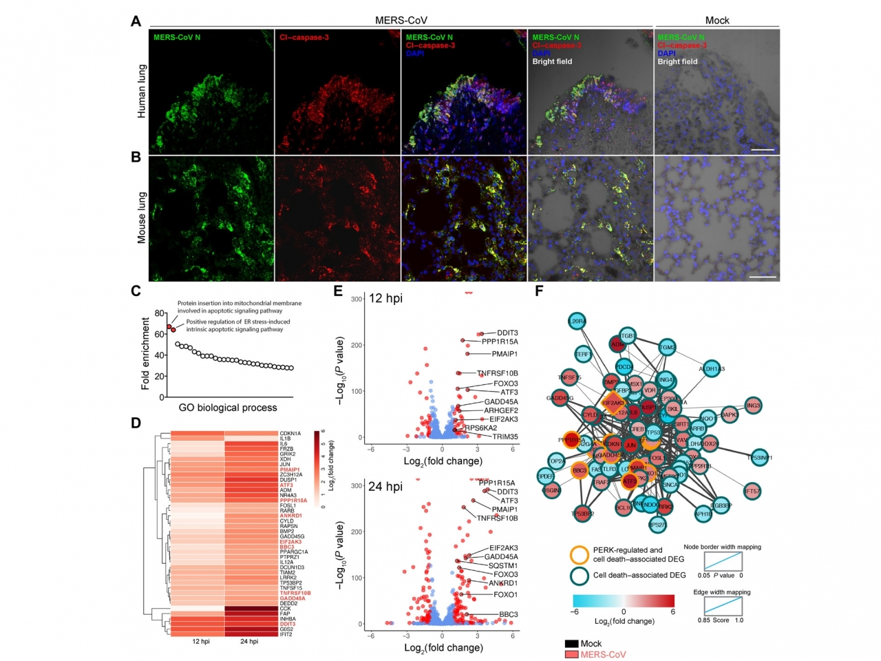 有關研究結果已在國際科學期刊《Science Advances》發表。（《Science Advances》網站圖片）.jpg