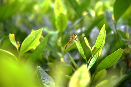 DSC_5903 - 副本.JPG
