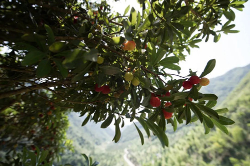 1626769713435315.jpg 6_副本.jpg