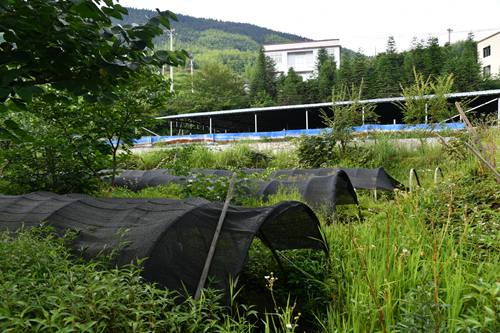 DSC_9082 - 副本.JPG