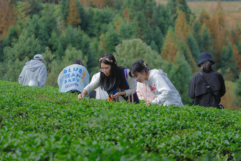 茶园采茶_副本.jpg