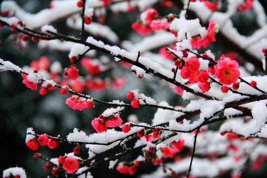 雪中红梅.jpg