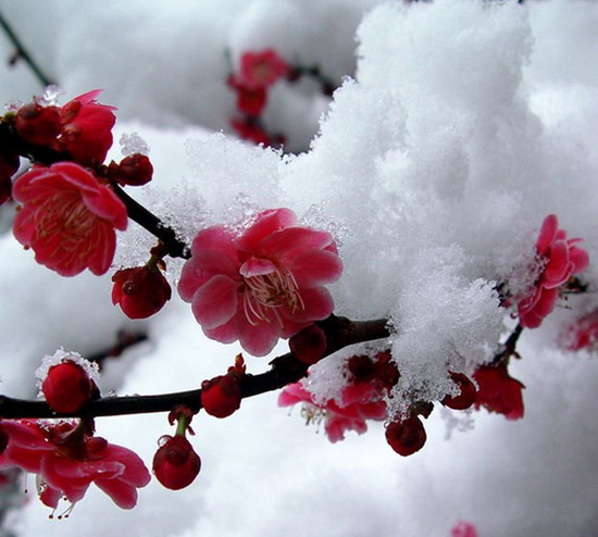 傲雪红梅1.jpg