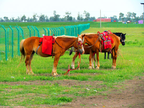 07草原上的骏马.jpg