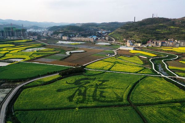 贵州福泉：油菜花开春意浓