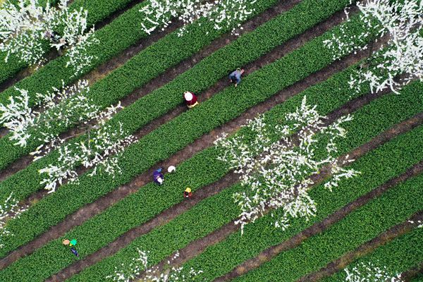 贵州福泉：茶园花香采茶忙