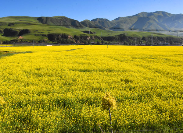 02油菜花海.jpg