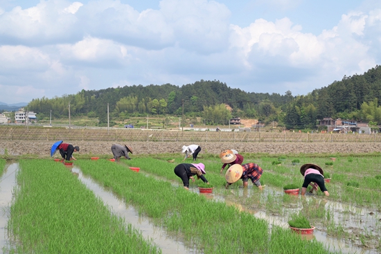 DSC_4887 - 副本.JPG