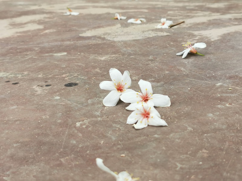 1651053334211119.jpg 1651053334211119.jpg