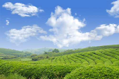 1651218316862578.jpg 4_副本.jpg