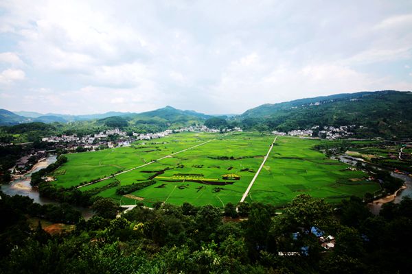 贵州开阳：“彩色水稻”扮靓美丽乡村
