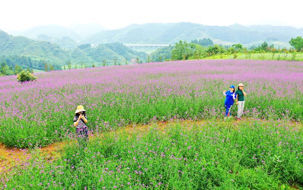 贵州福泉：马鞭草花开引客来