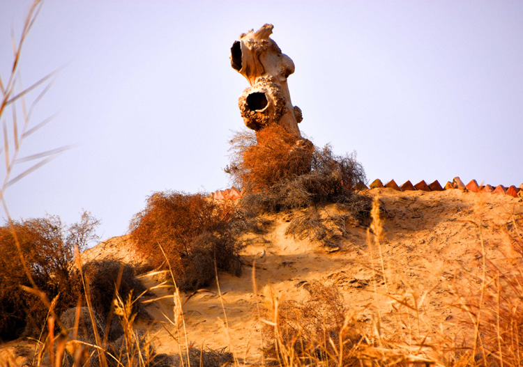 1657693740920217.jpg 010达玛沟佛教文化遗址的胡杨.jpg