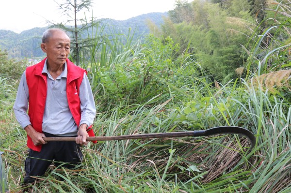 砍伐茅草_副本.jpg