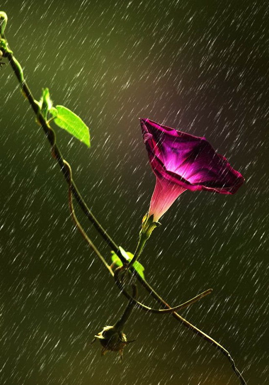 夏雨.jpg