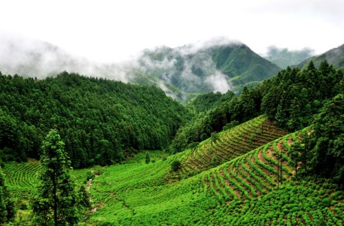 严台高山茶园_副本.jpg