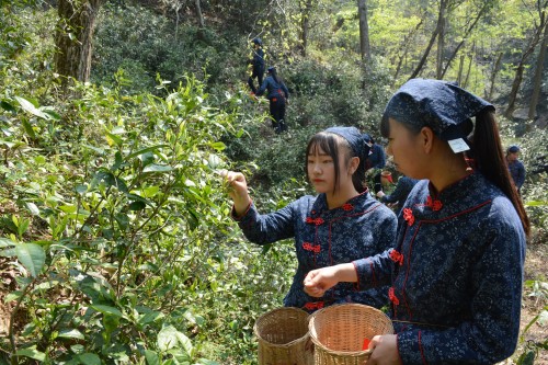 采摘茶叶_副本.jpg