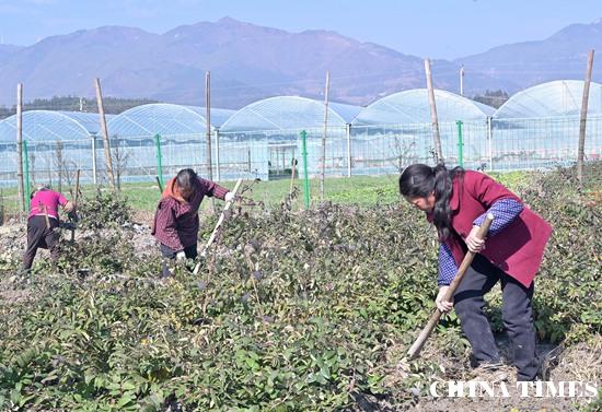 湖南隆回农民“触花”致富